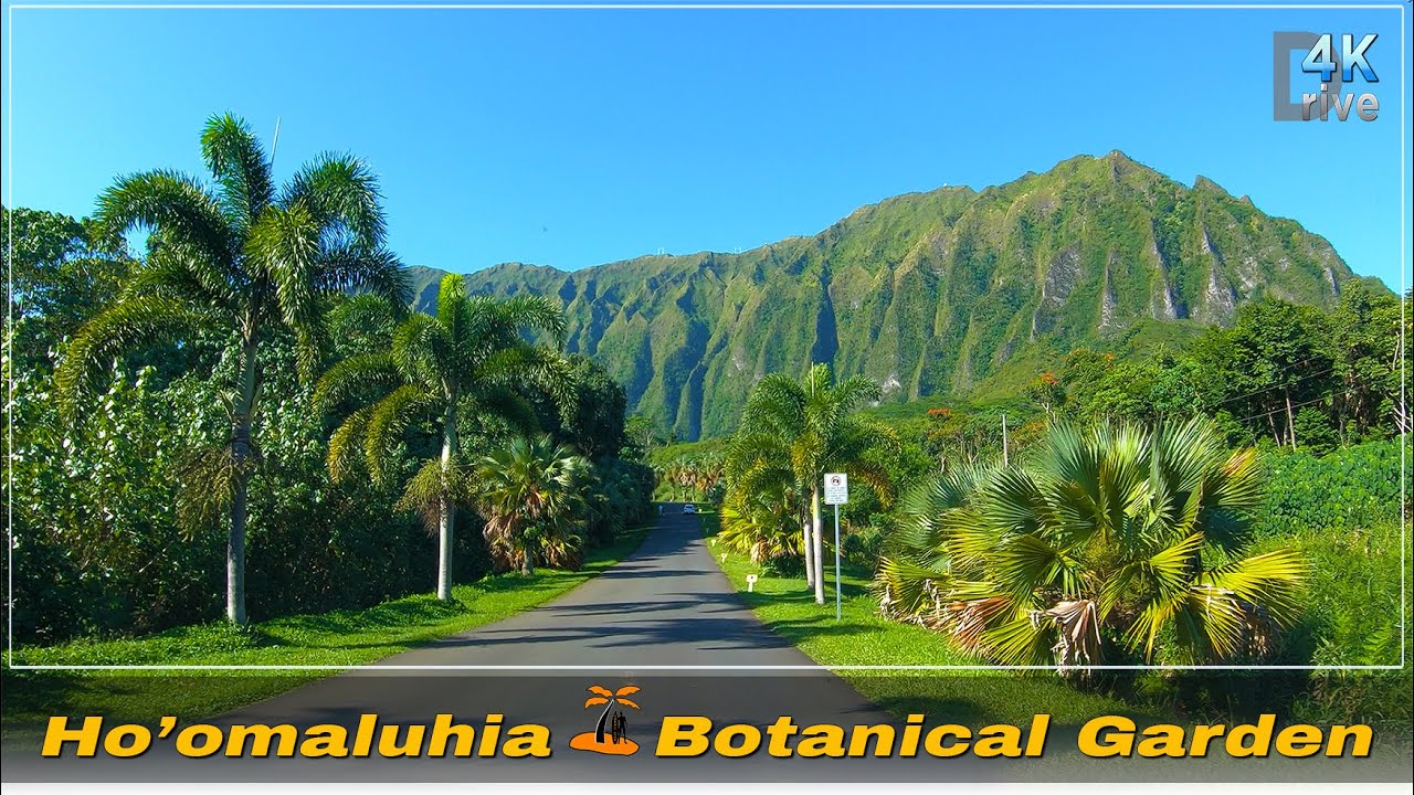 Hoomaluhia Botanical Garden | From Waikiki | Beautiful Garden, Birds Singing 🌴 Hawaii 4K Driving