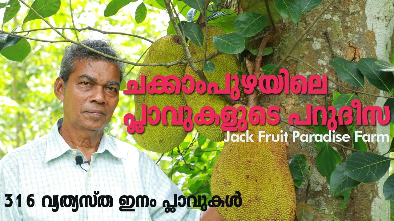 Jack Fruit Paradise farm Pala-മുന്നൂറിലധികം വ്യത്യസ്ത ഇനം പ്ലാവുകളുമായി ജാക്‌ഫ്രൂട് പാരഡൈസ് ഫാം