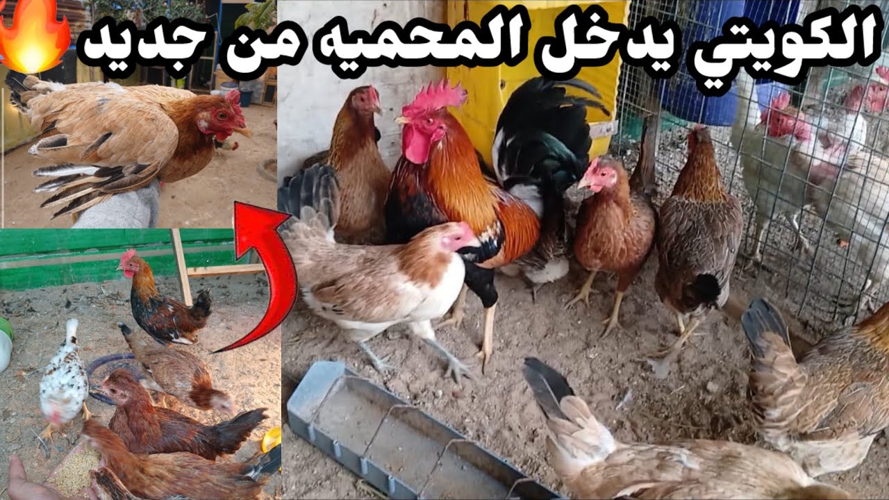 جبتلكم دجاجات🐔مشاكل ابو شاهين🐓ونسوانه😂دخلت وجبت بيض🥚بلفقاسه👍