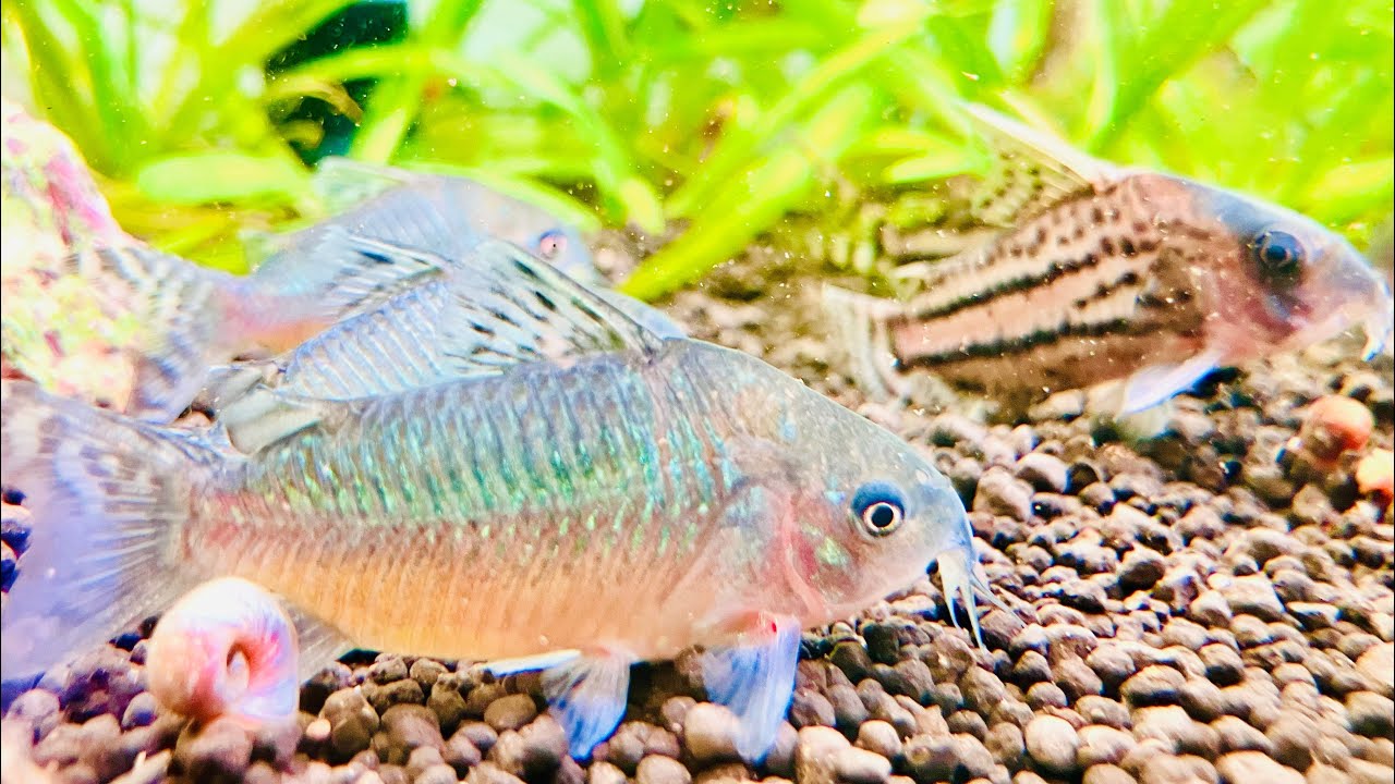 当店のコリドラス在庫を全部紹介します！熱帯魚で1番人気の高いコリドラス！可愛らしさに種類の多さが魅力的！