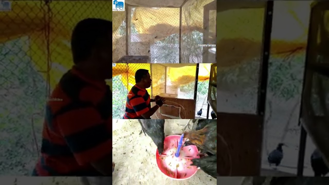 புழு வளர்ப்பு | கோழிகளுக்கு அதிக புரதம் கொண்ட தீவனம் | Black Soldier Fly Farming| Insect farming