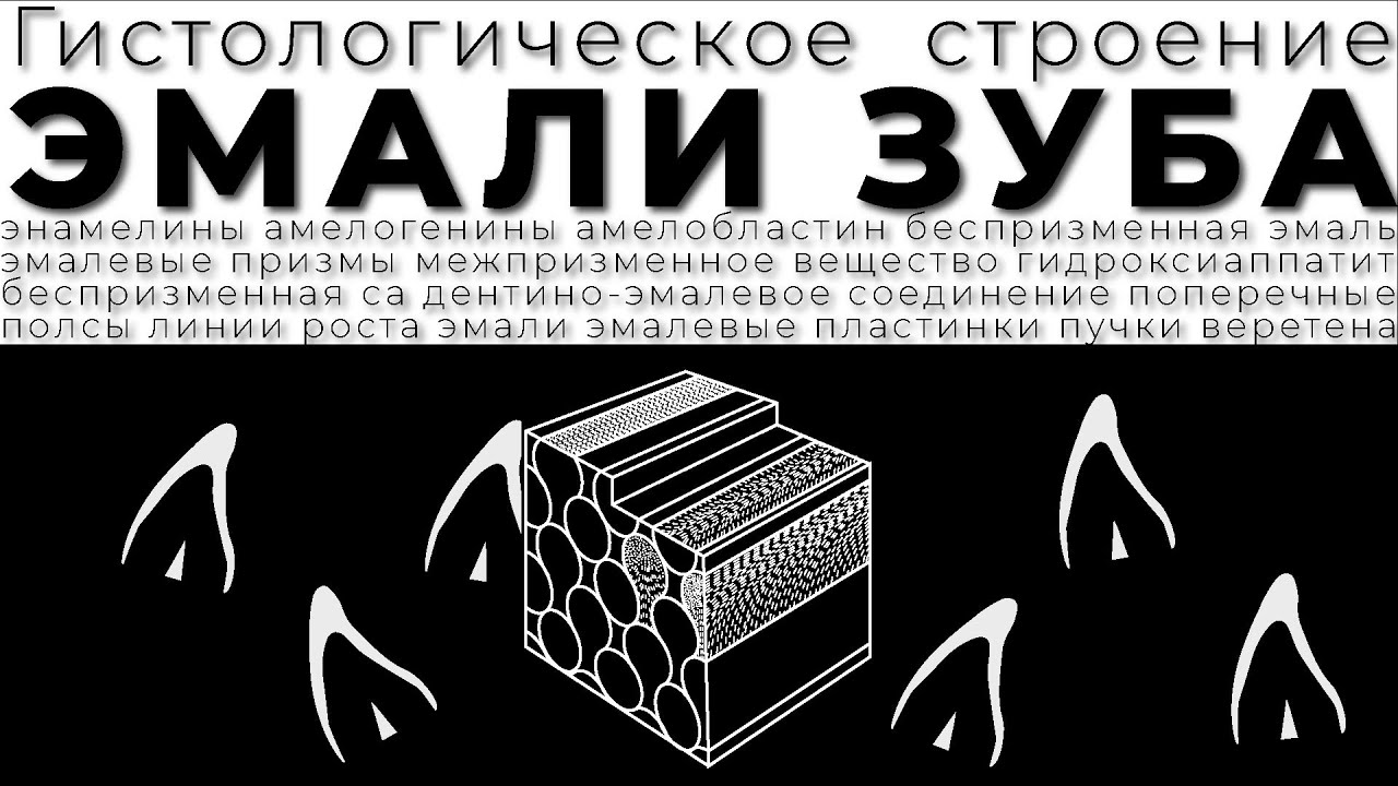 Строение эмали зуба. Эмалевые призмы. Кристаллы гидроксиапатита. Эмалевые пучки, пластинки, веретена