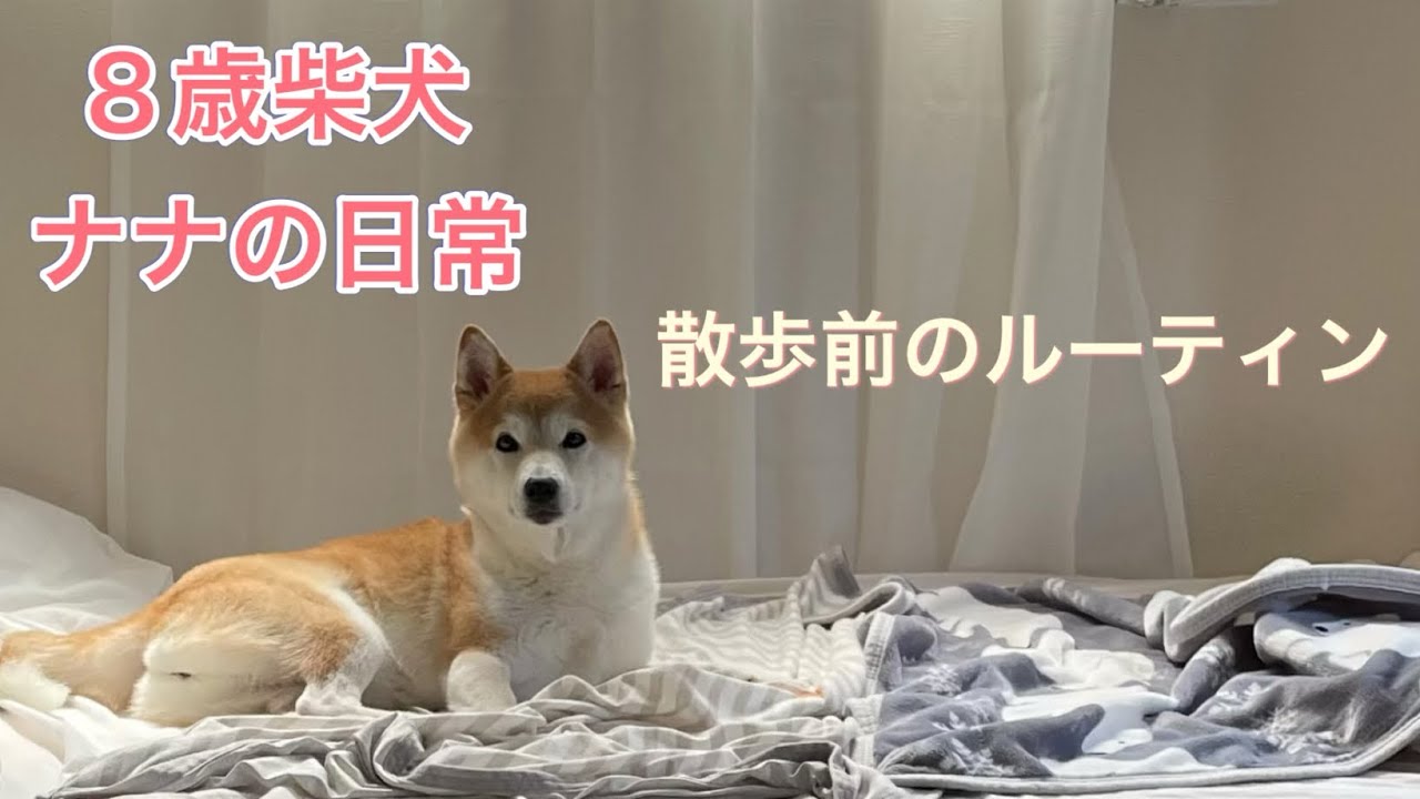 [通常運転のナナだよ] 気分次第で決めるよ