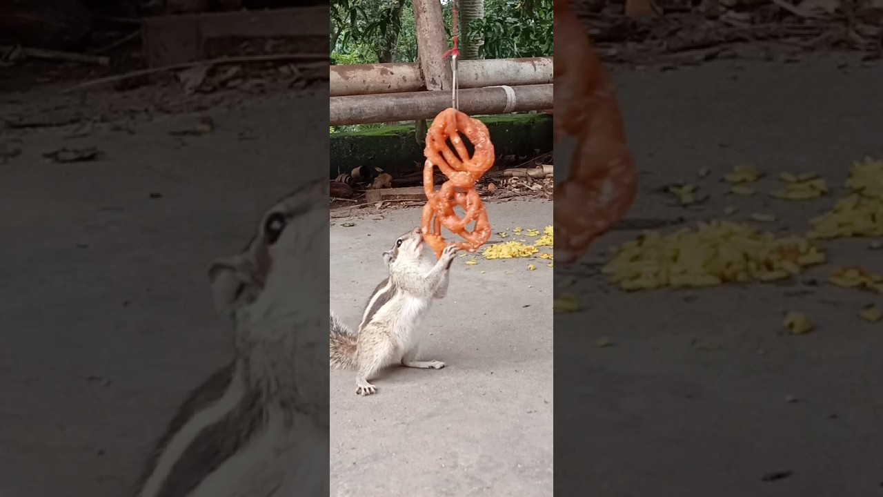 Cute palm squirrel eating Jilapi