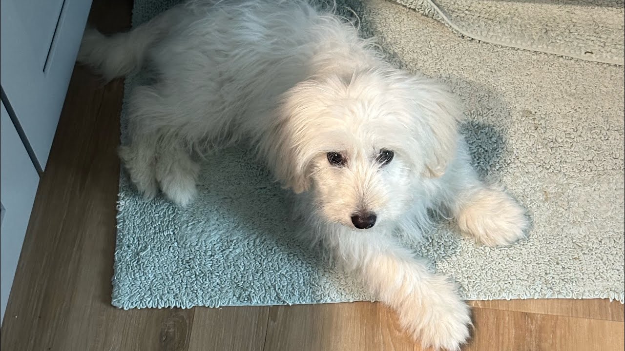 Kumo 6months old Maltese & miniature poodle mixed🐕❤️😊 win win pets sisters 408-648-5300