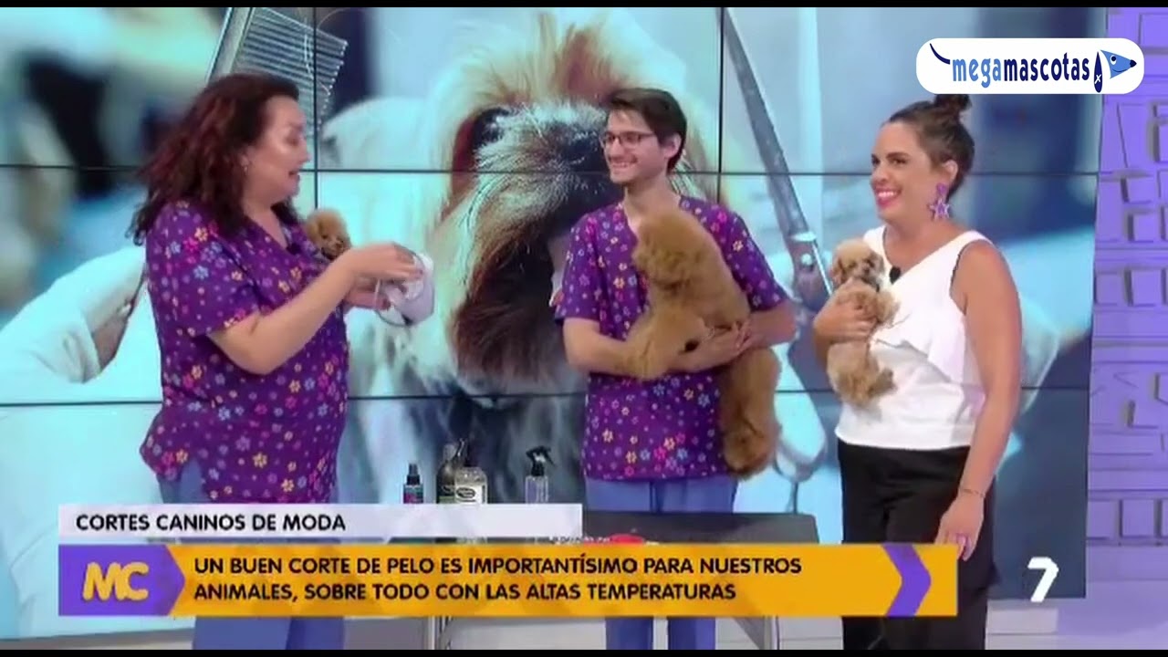 La BOUTIQUE de Megamascotas