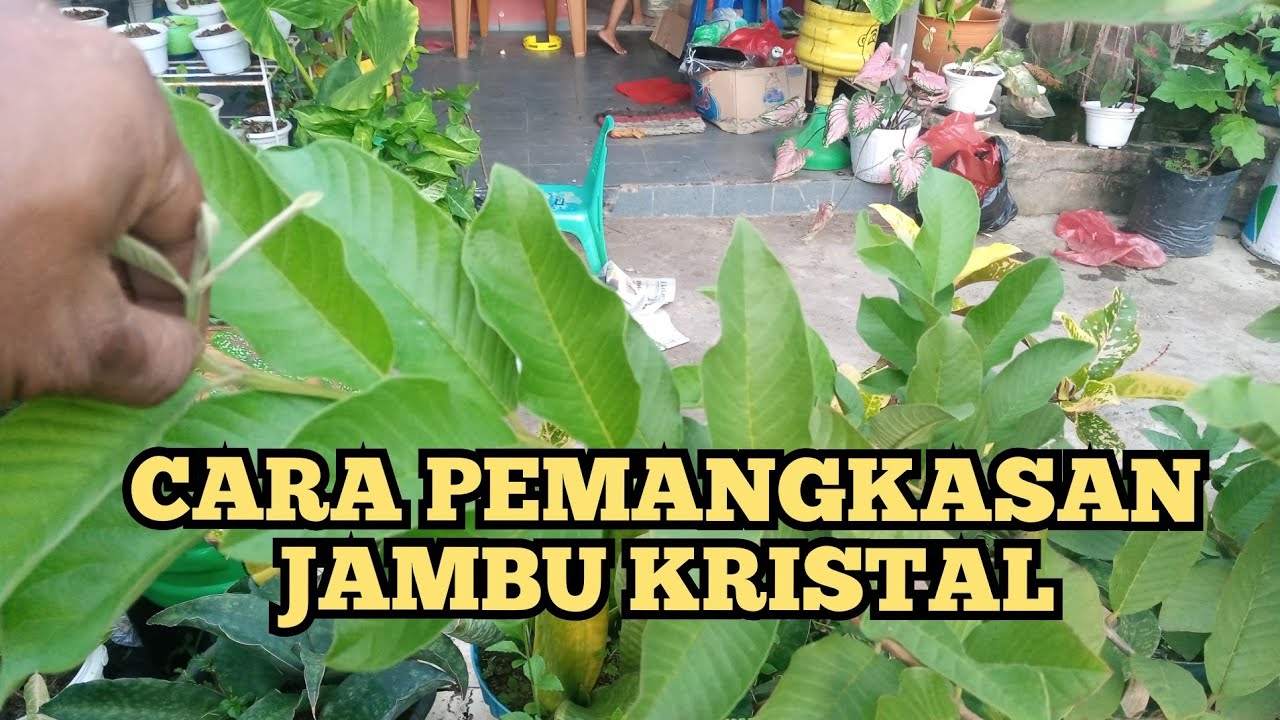 CARA PEMANGKASAN JAMBU KRISTAL MUDAH