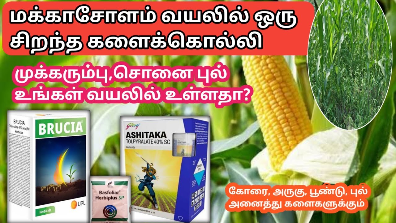 மக்காசோளம் வயலில் வரக்கூடிய முக்கரும்பு, சொனை புல் என அனைத்து களைகளுக்கும் களைக்கொல்லி வந்துவிட்டது 