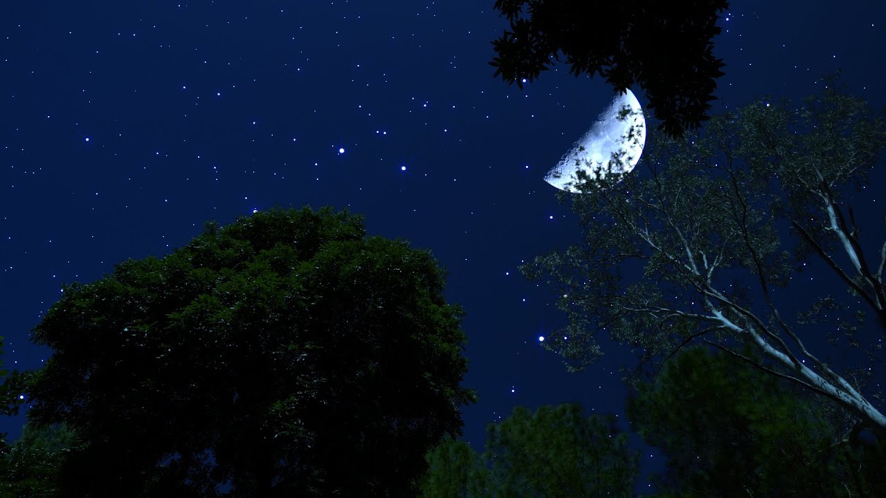 Crickets & Owl Sounds in the Tranquil Night | Nature Ambience for Deep Sleep & Relaxation