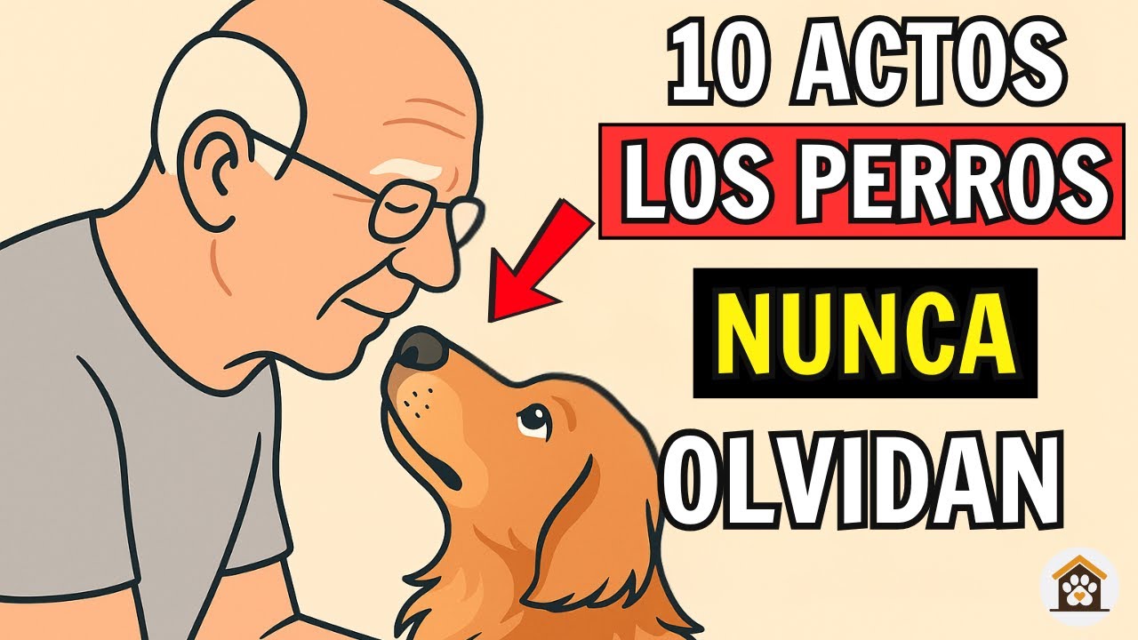 Qué necesita un perro para ser feliz: 10 Actos de Amor Que Tu Perro Desea Recibir de Ti
