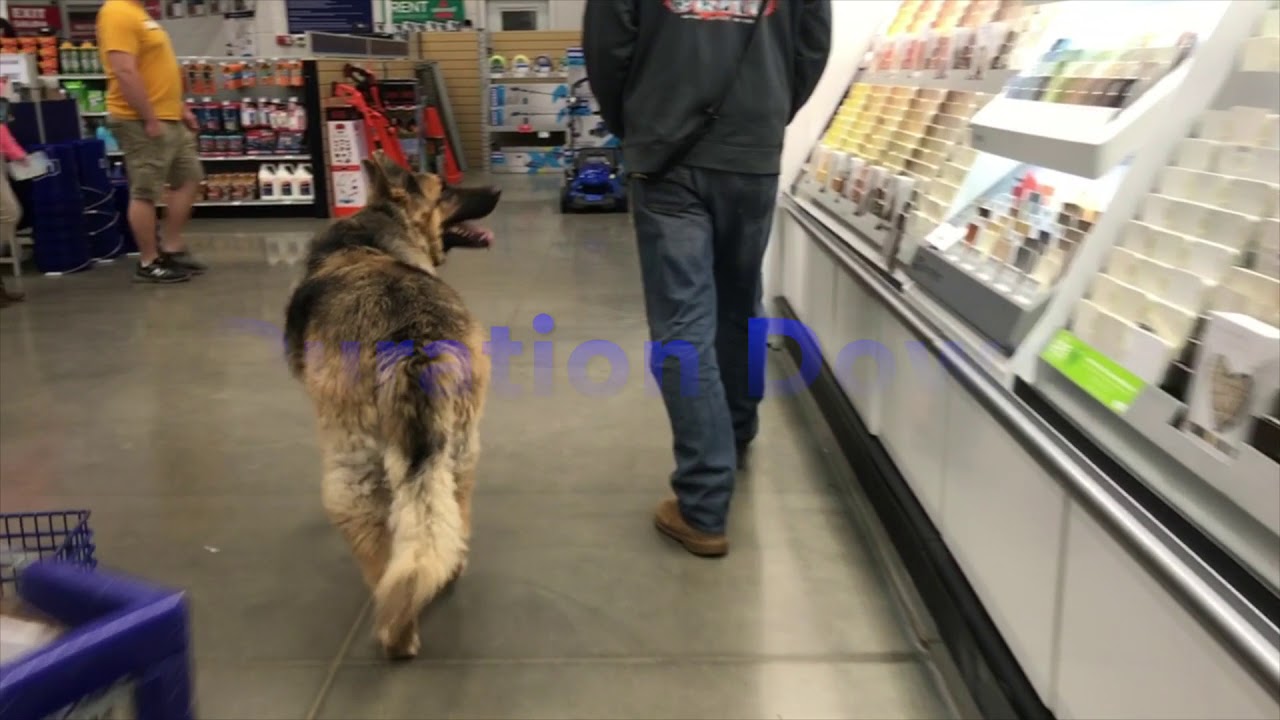5 year old King Shepherd! 