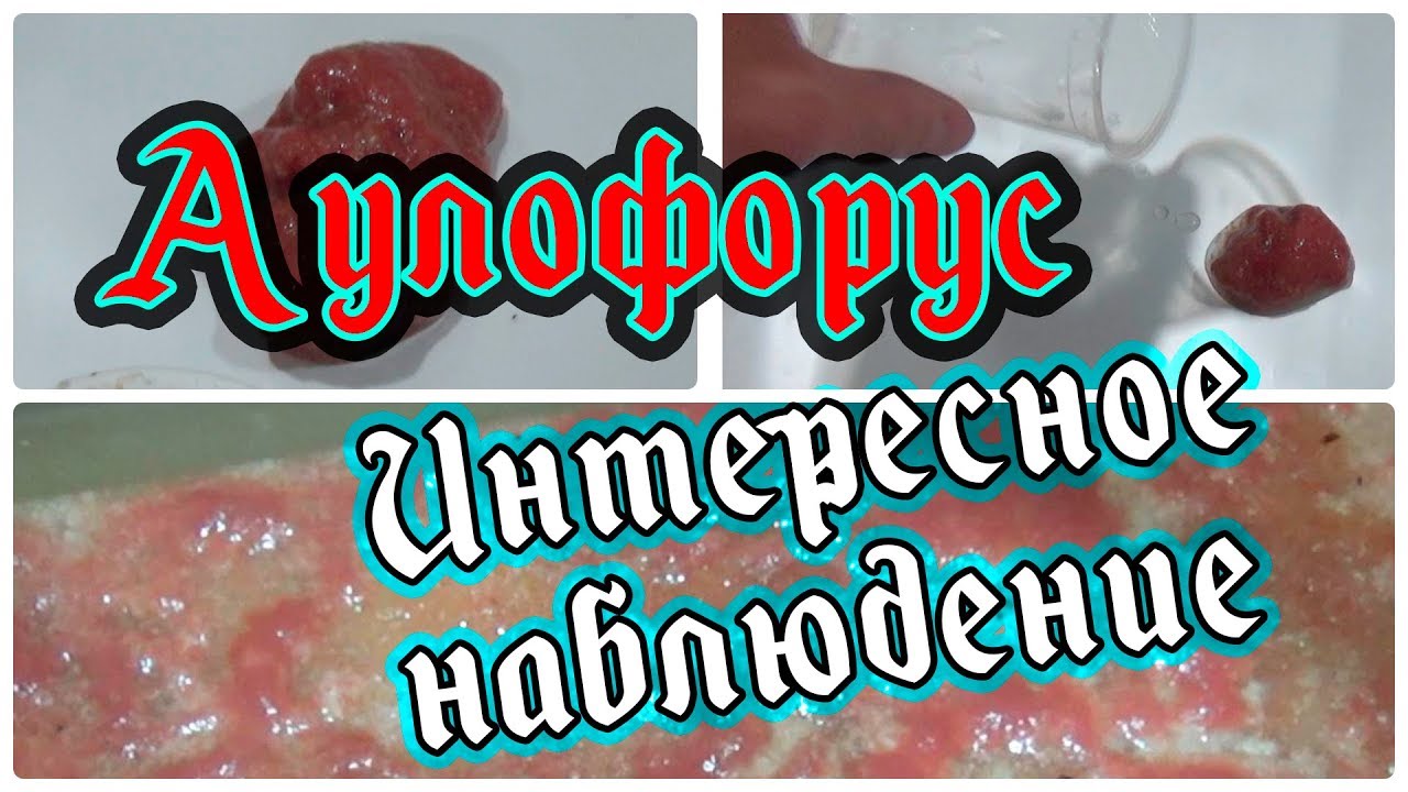 Аулофорус. Клетчатка?!