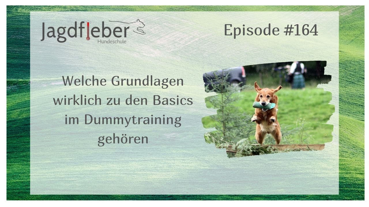 P164: Welche Grundlagen wirklich zu den Basics im Dummytraining gehören