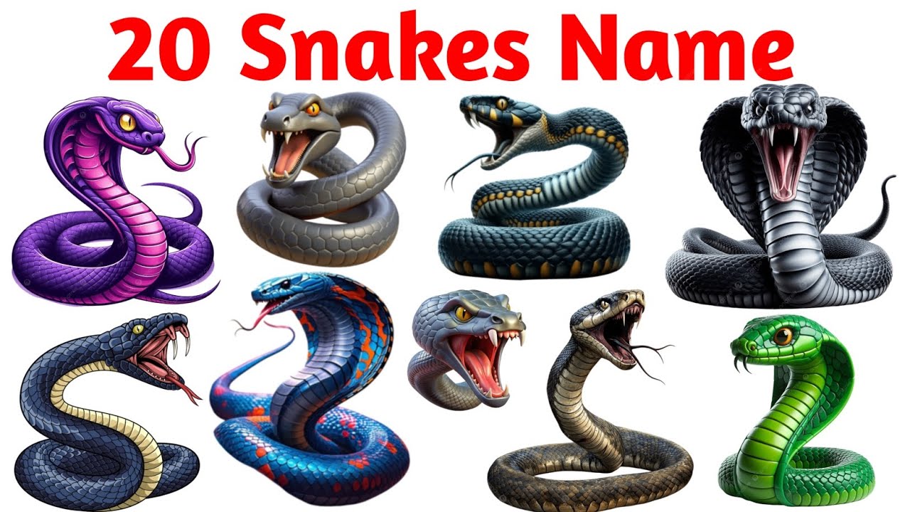 20 Snake Names English in Hindi | सांपों की जानकारी | Reptiles Learning for Kids | सांपों के नाम 