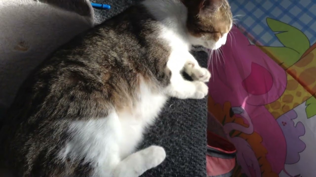 My Cat Weber being Cute!!!