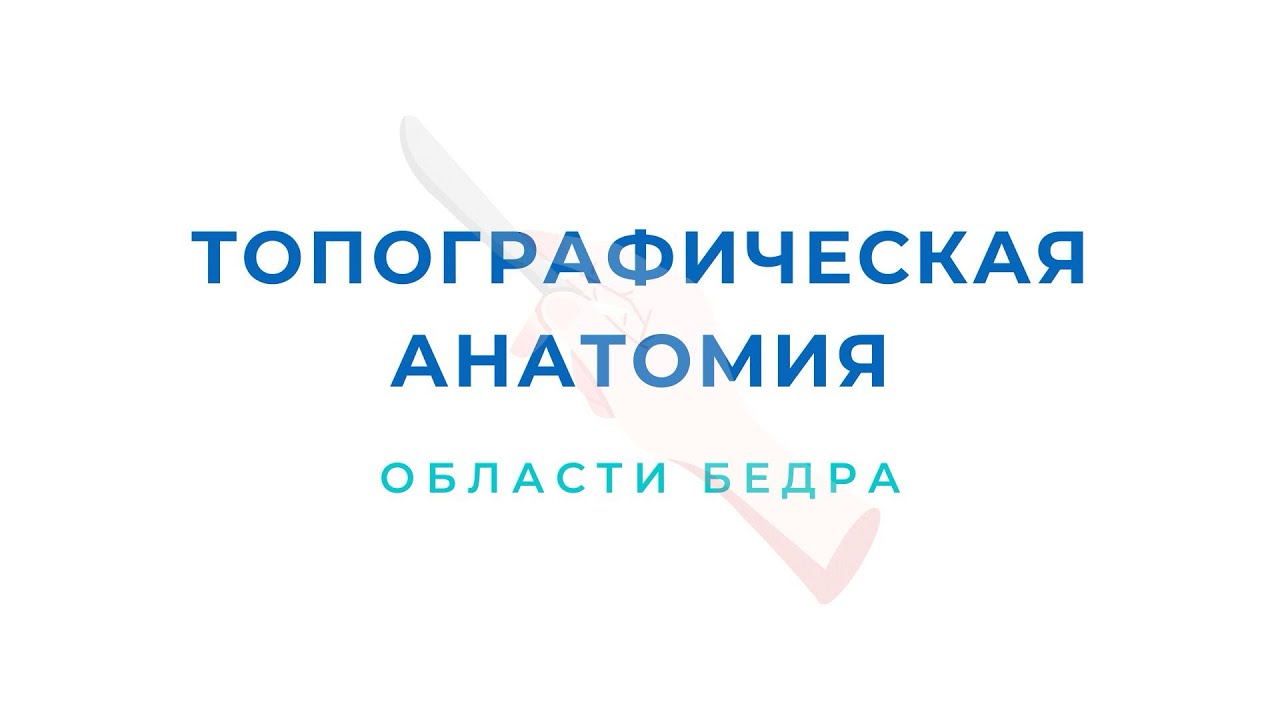 область бедра // топографическая анатомия 