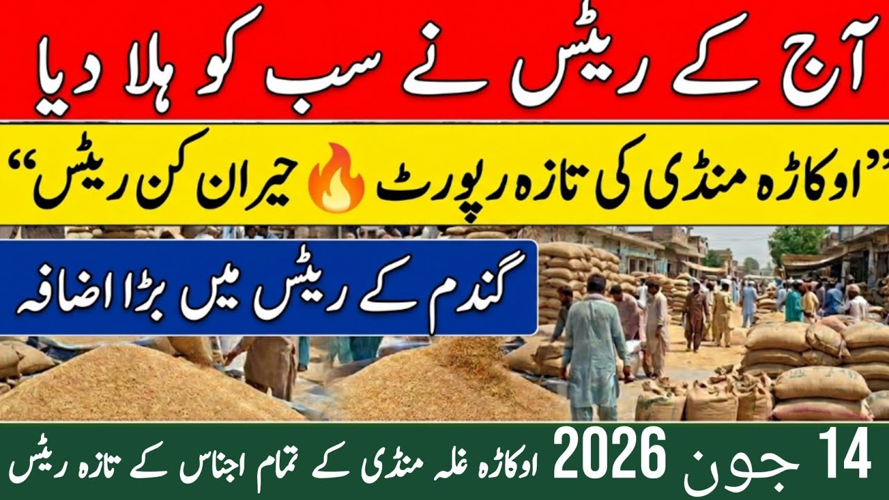  Today Wheat price in punjab//گندم کا ریٹ2026/munji makki till sarso/Galla mandi rate today 2026