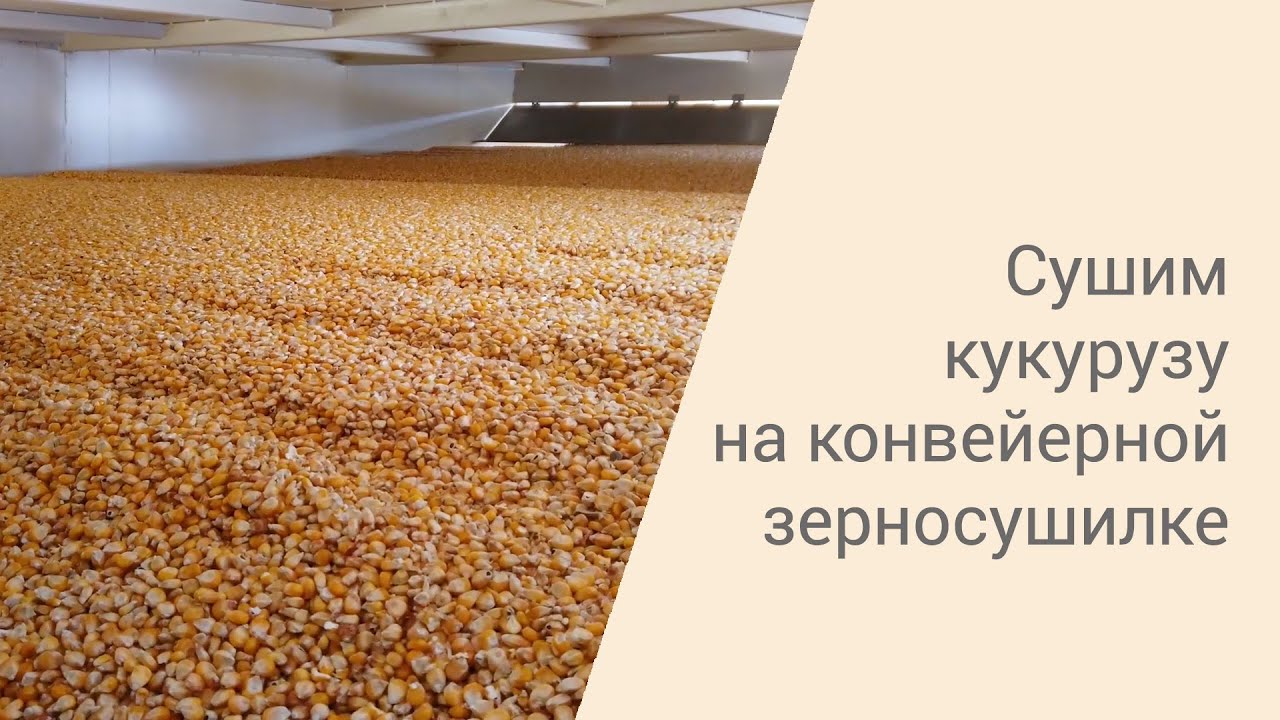 Сушка кукурузы | Запуск конвейерной зерносушилки ASM-AGRO-28 в Амурской области