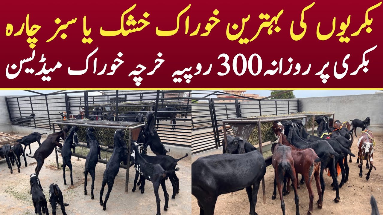 Modern Goat Farm Sialkot 