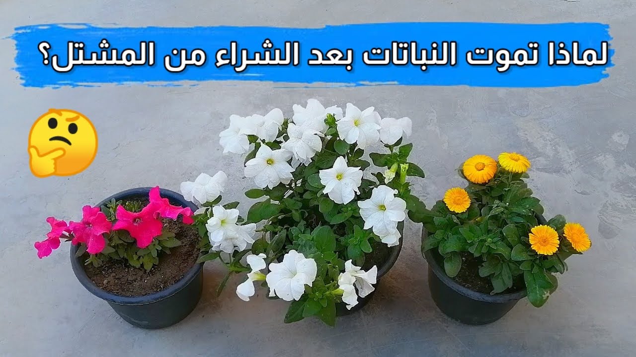 حل مشكلة  موت النباتات المنزلية بعد الشراء من المشتل بطريقة سهلة