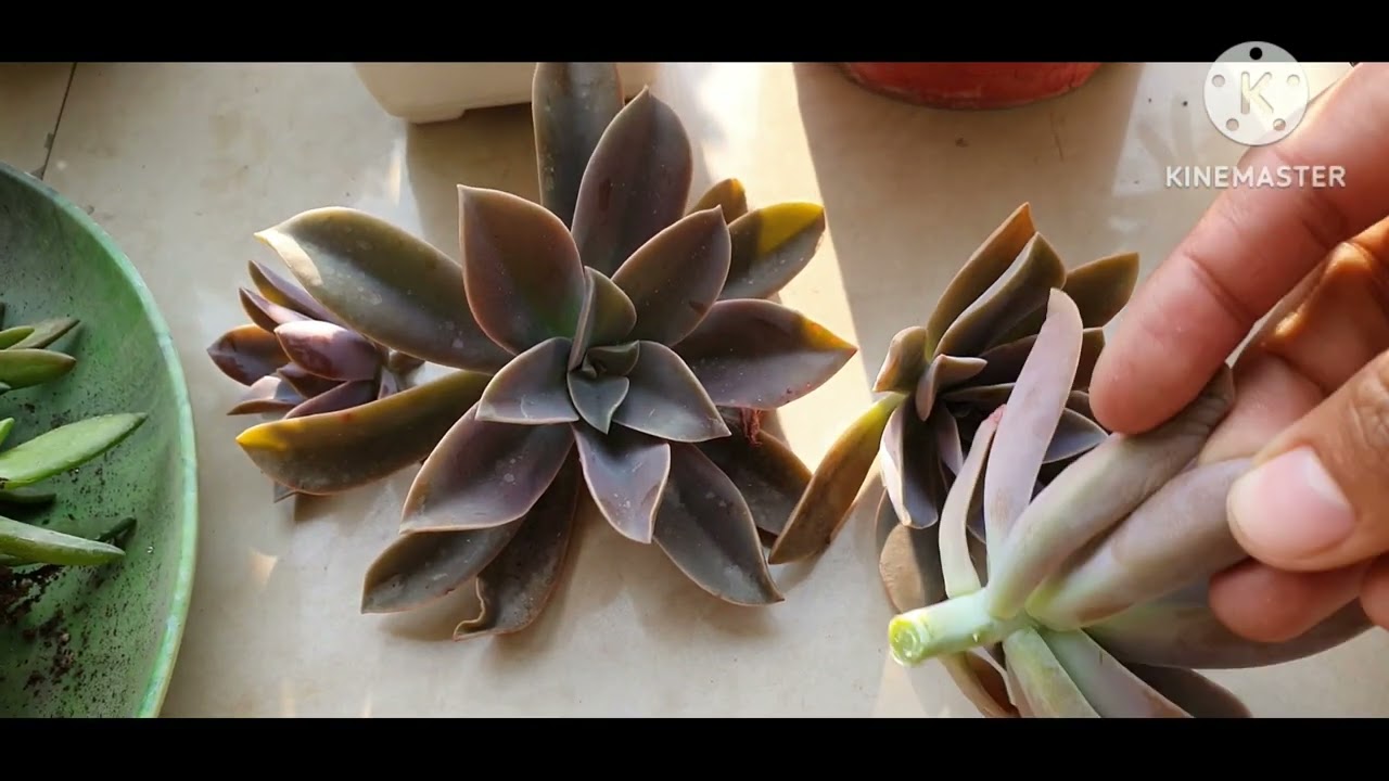 Free Succulent harvesting Day