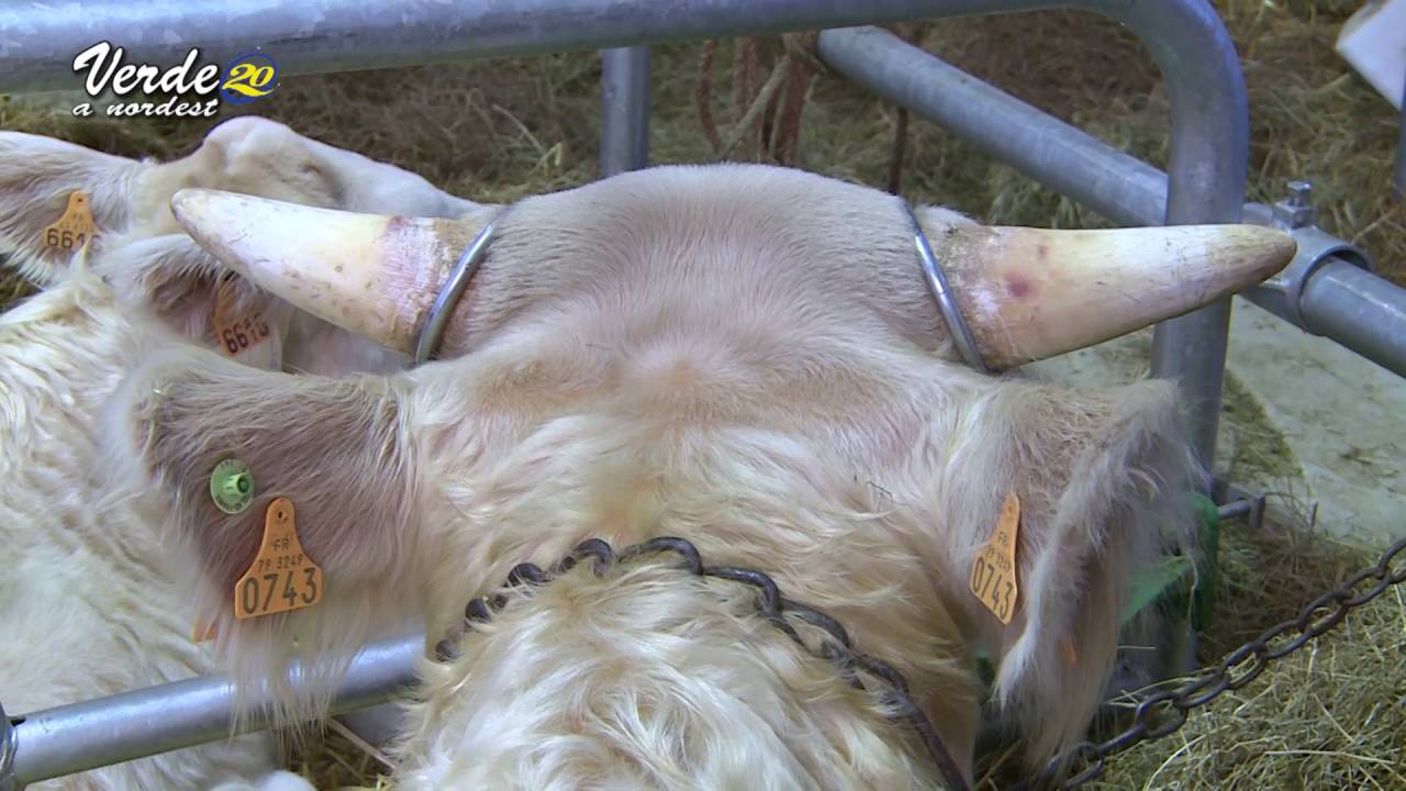 Scopriamo la razza bovina Charolaise