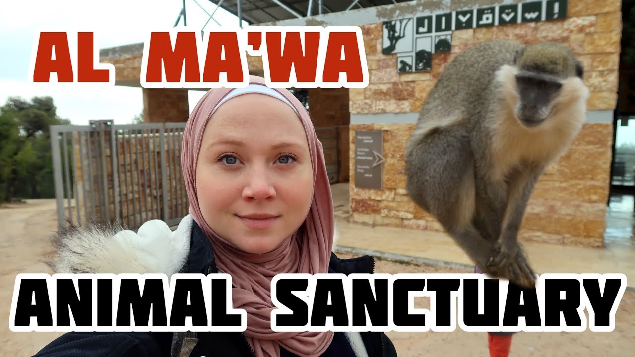 WHAT HAPPENS TO ZOO ANIMALS WHEN THERES A WAR?? Al Ma’wa Animal Reserve: Rehabilitation & Rescue