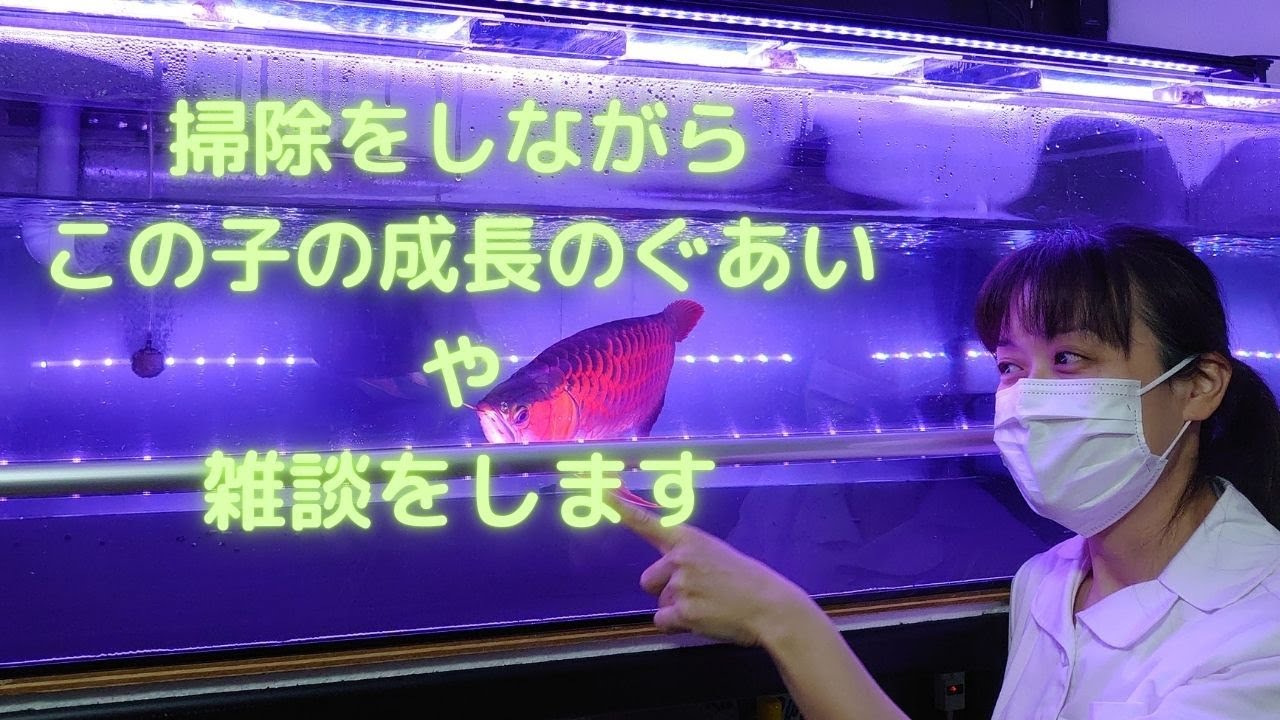 水換えしながら雑談します＃アロワナ＃プルマタ紅龍＃アクアリウム＃大型魚