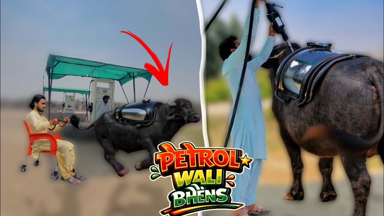 Petrol Wali Bhens Viral Video | Typical Stars Video 