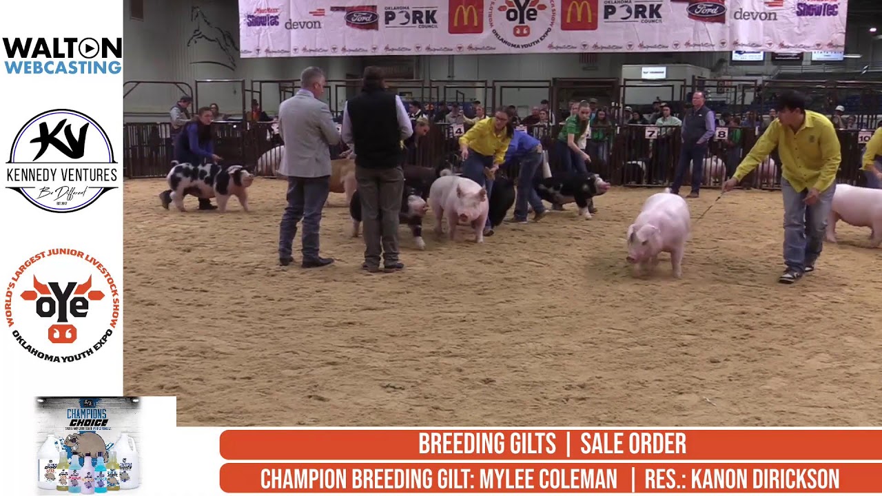 Purebred Breeding Gilt Show - Barn 6 - Mar-13