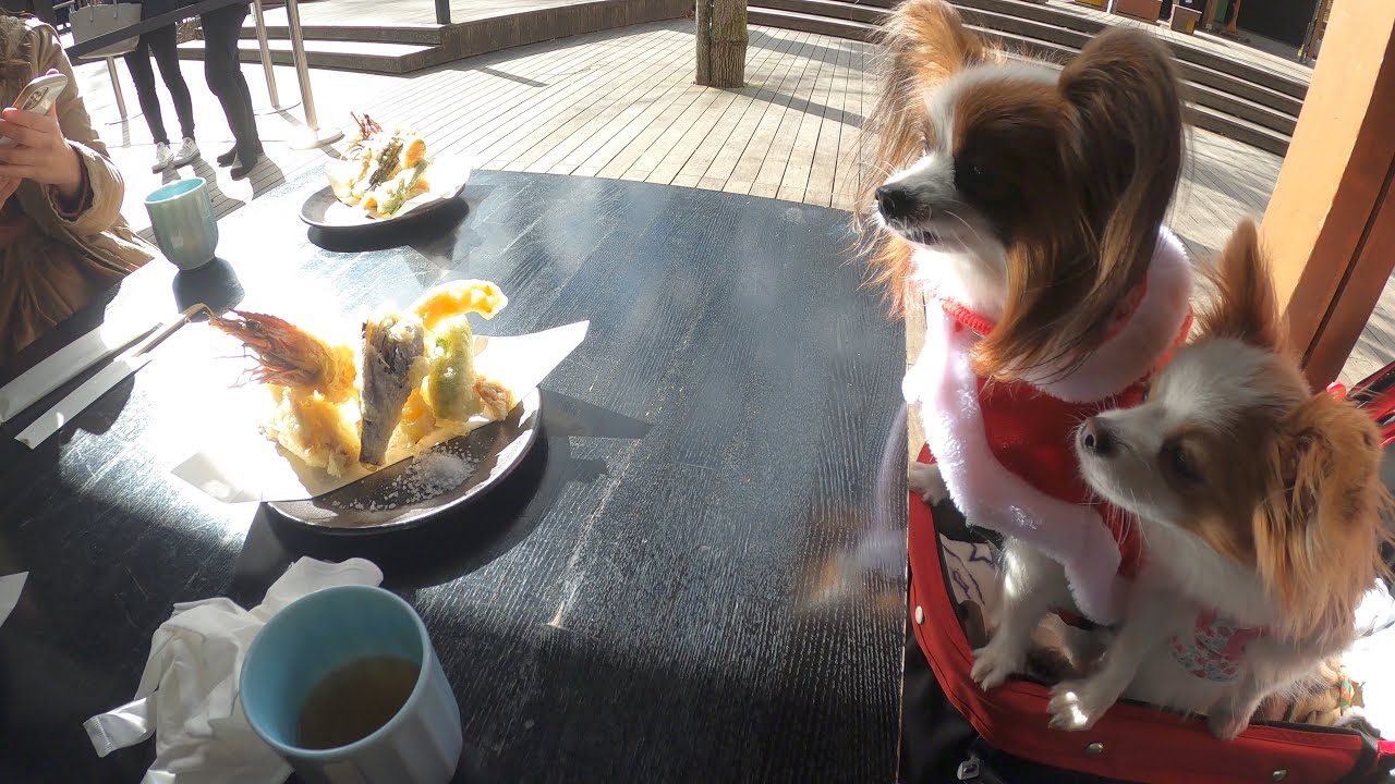 【川上庵】愛犬と一緒に天ぷらそばを食べに行ってきた in軽井沢