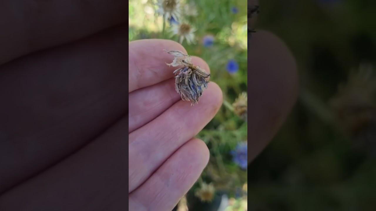 How To Save Bachelor Button / Cornflower Seeds ? 