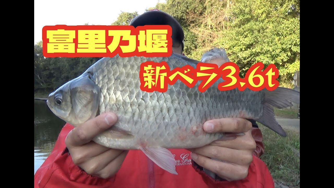 10/30富里乃堰新ベラ3.6トン放流しました