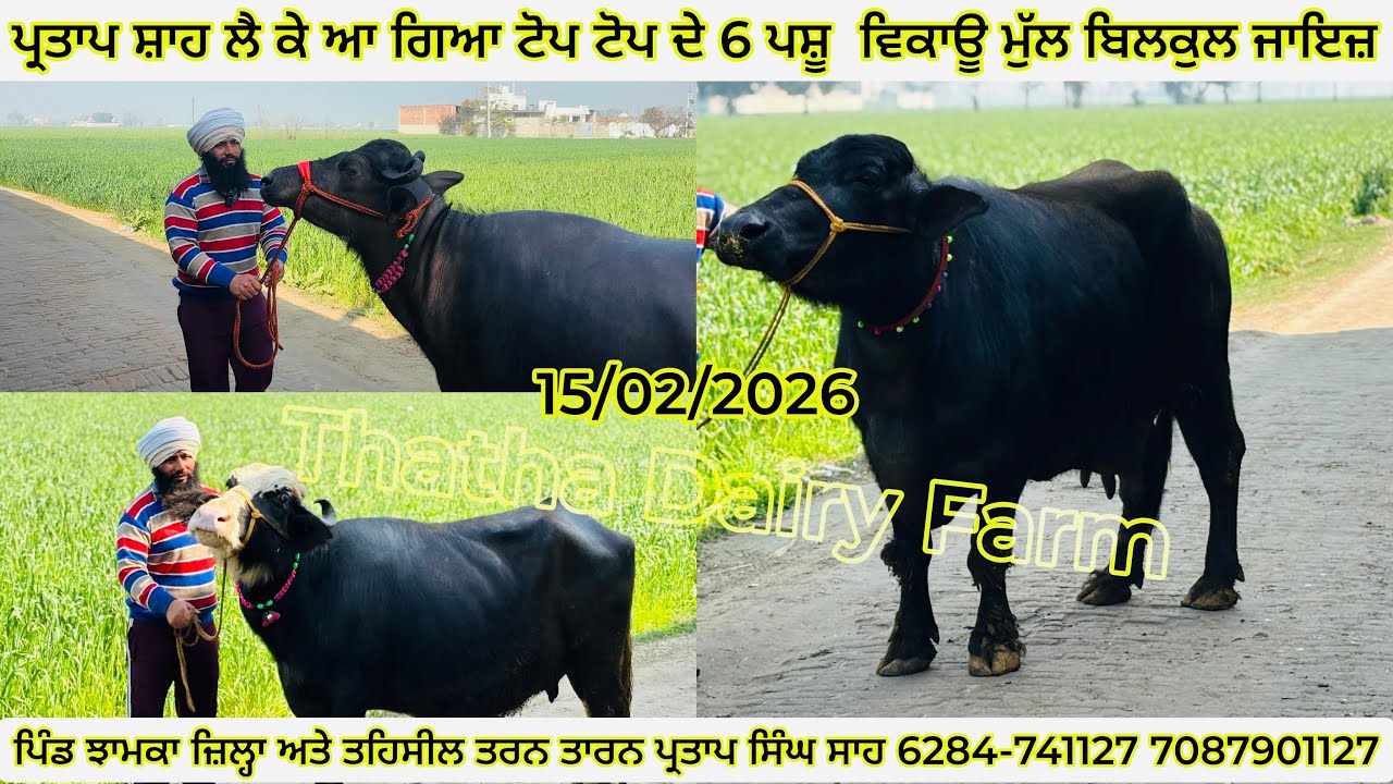 ਪ੍ਰਤਾਪ ਸ਼ਾਹ ਕੋਲ 6ਪਸ਼ੂ ਵਿਕਾਊ ਮੁੱਲ ਬਿਲਕੁਲ ਜਾਇਜ਼ ਪਿੰਡ ਝਾਮਕਾ 6284-741127 7087901127 