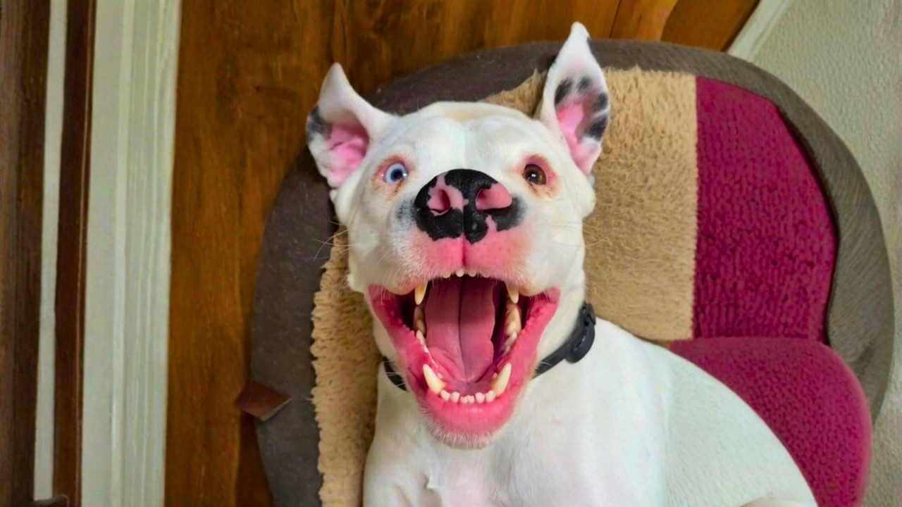 He&rsquo;s Deaf &mdash; So This Is What His &lsquo;Bark&rsquo; Sounds Like