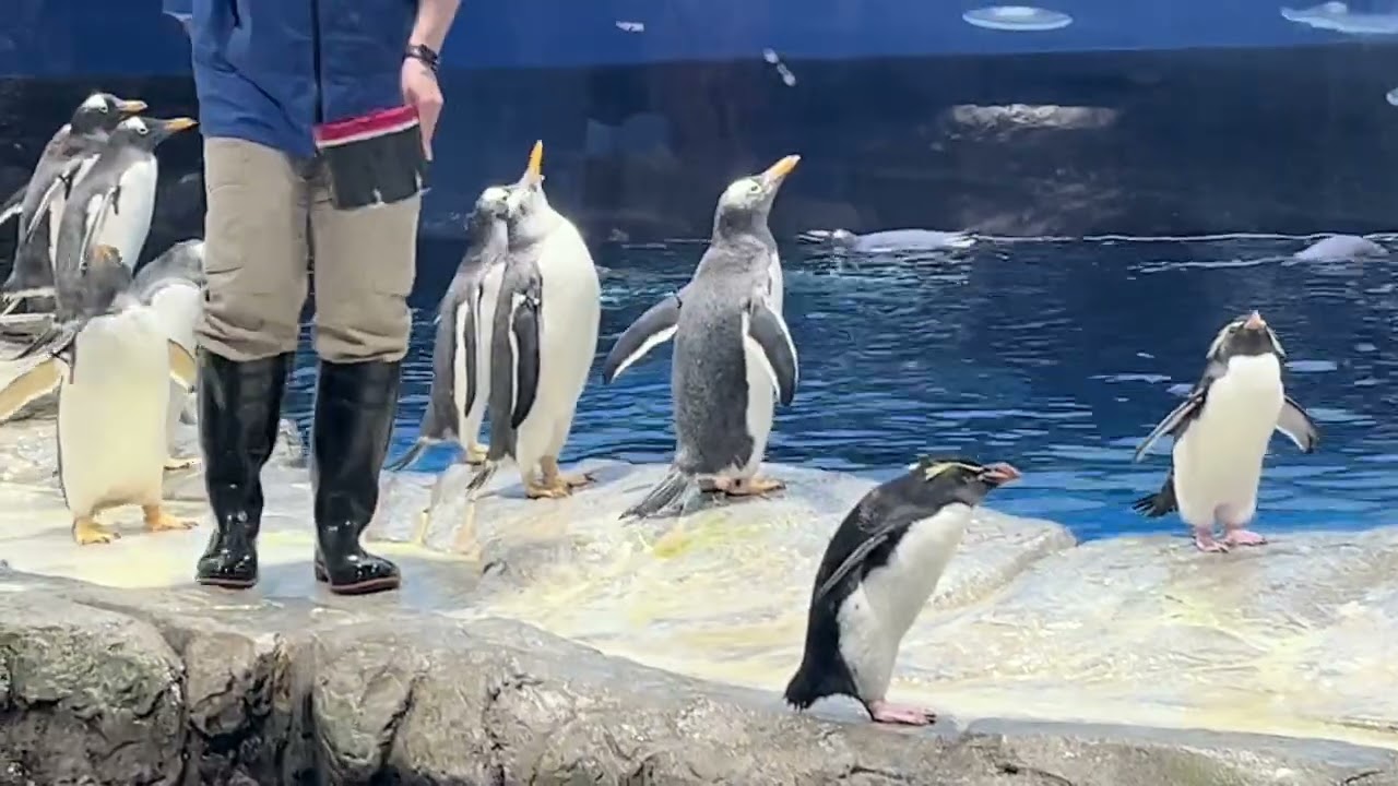 【動物】ペンギン　飛ぶ(？)編【山口県・海響館】