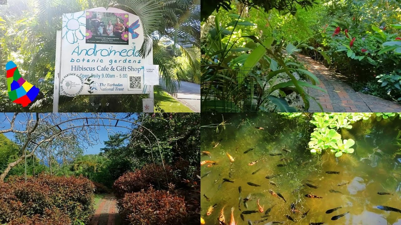 Exploring the Andromeda Botanic Gardens in Bathsheba, St. Joseph, Barbados with John Moore.