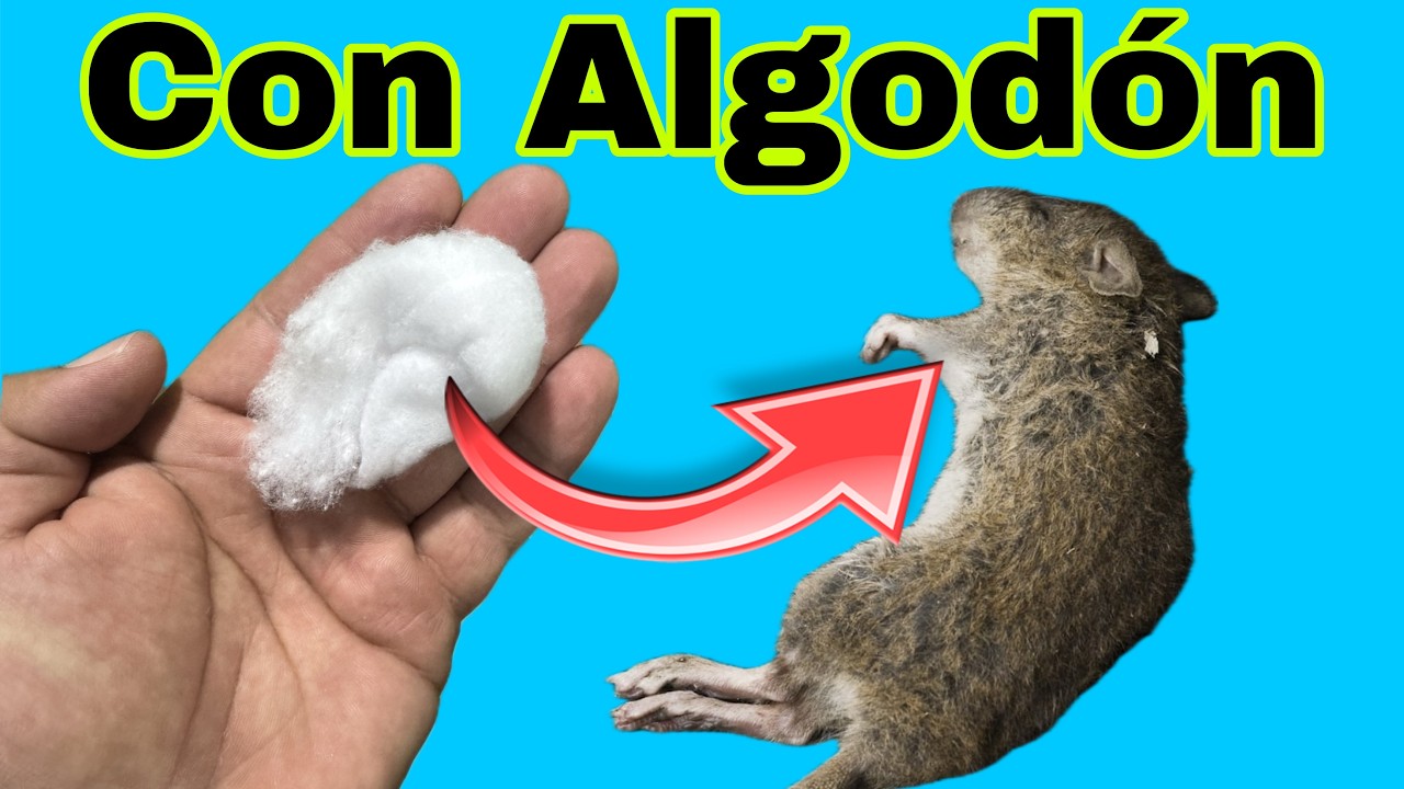 Como ELIMINAR RATONES utilizando ALGODÓN | 3 trucos en 1