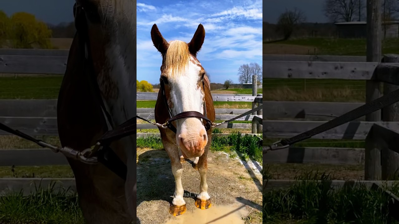 Horse can understand human language ❤️❤️❤️#horse#horsevideo #funnyhorse#fyp