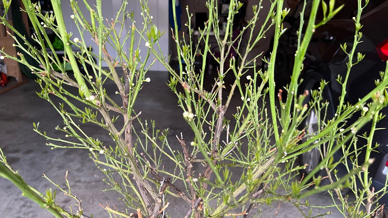 Cách làm cho cây tắc ra nhiều hoa và trái,từng bước chi tiết,cách trộn đất đặc biệt dành cho cây tắc