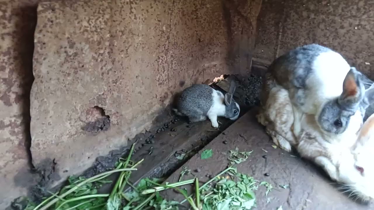 My Desired Traits in Rabbits Selection Breeding