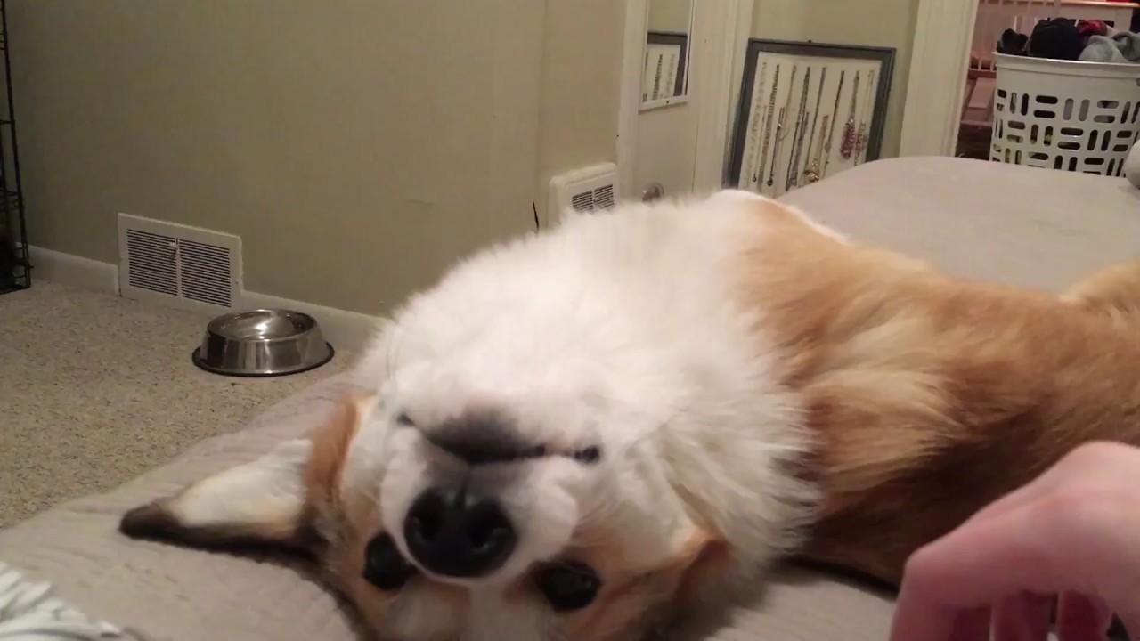 Grumpy corgi wants to be petted