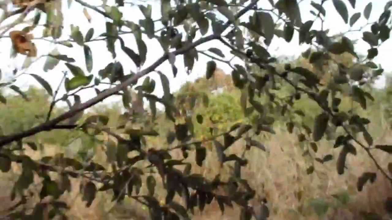 Senegal riverbank, Guidimaka, Mauritania (2)