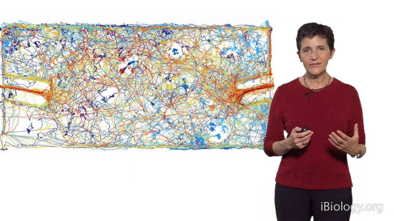 Deborah Gordon (Stanford) 2: The Evolution of Collective Behavior
