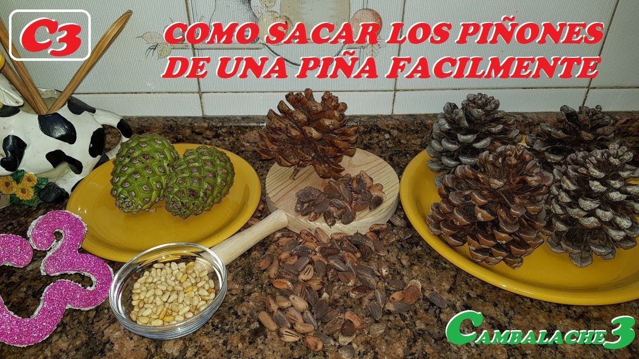 COMO SACAR LOS PIÑONES DE UNA PIÑA (FÁCILMENTE)