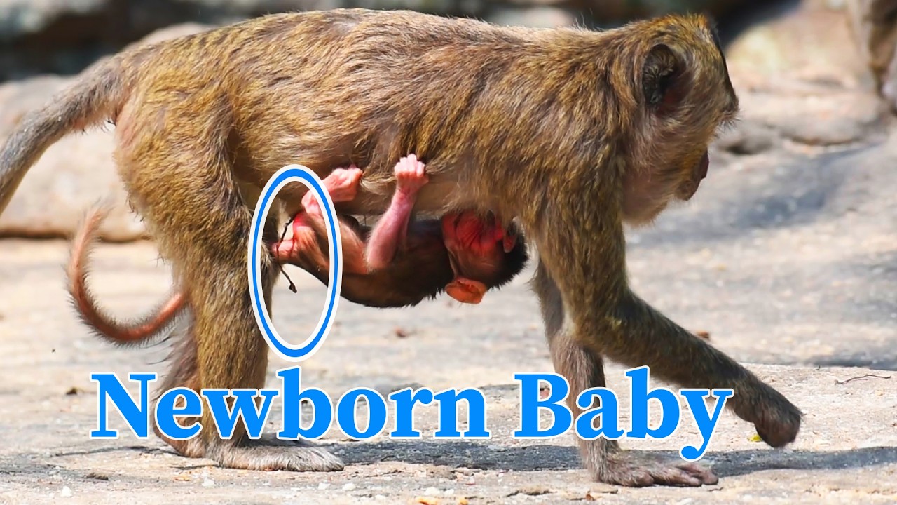 Very nice a little baby hug mom get more milk