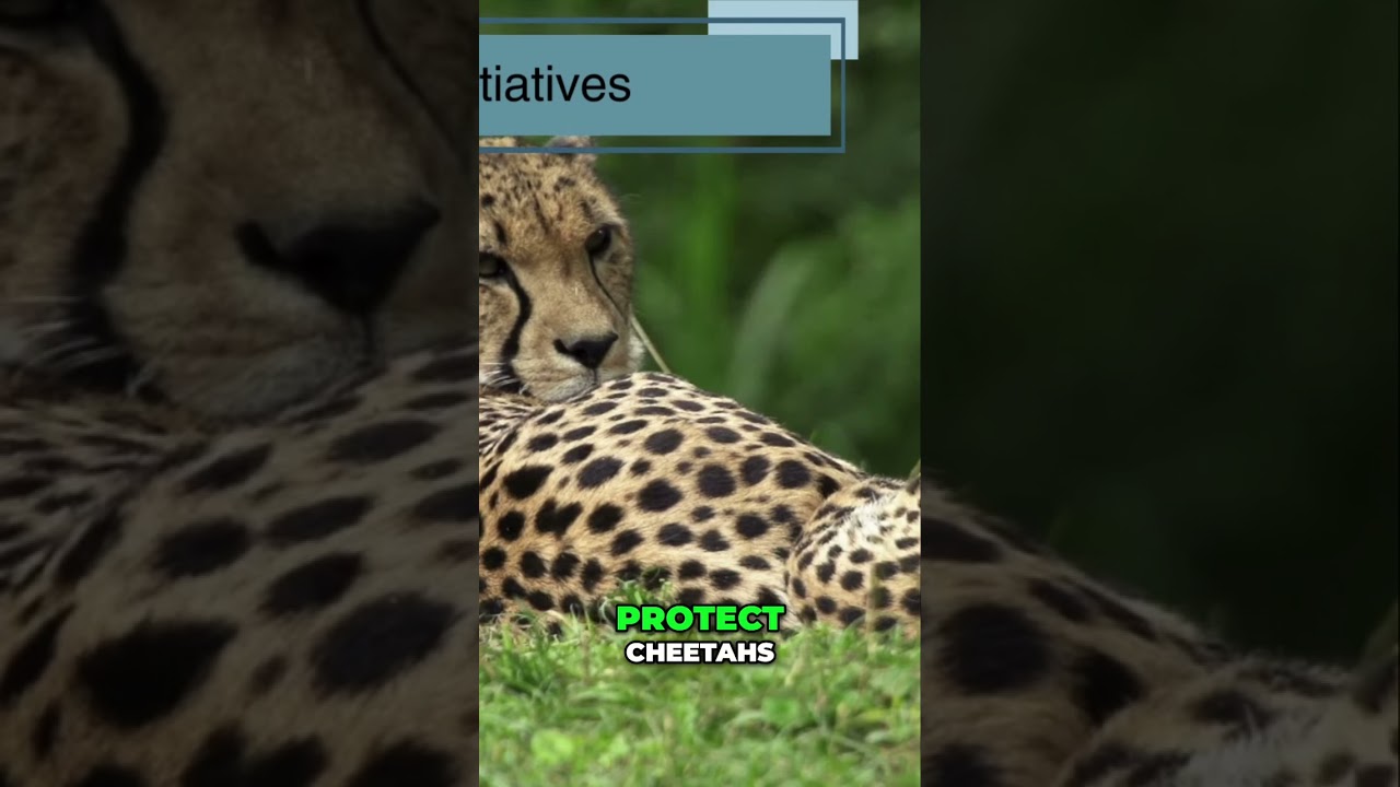 Cheetah Conservation: Hope for a Brighter Future