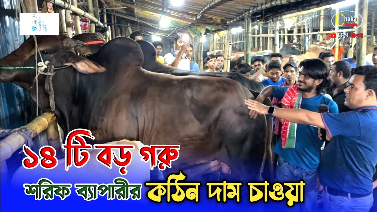 ১৪ টি বড় বড় কোরবানির গরু, এবার শরীফ ভাই কত দামে বিক্রি করবে? গাবতলী গরুর হাট ২০২৫