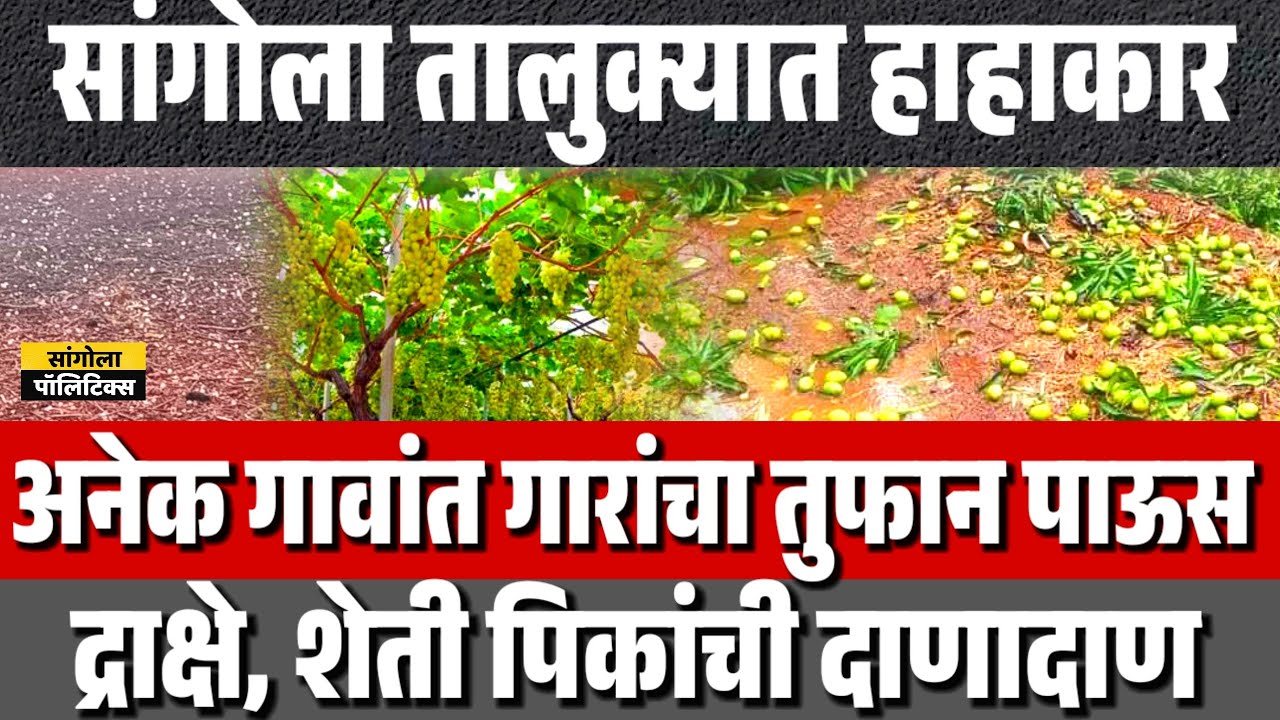 सांगोला तालुक्यात हाहाकार | गारांचा तुफान पाऊस | द्राक्षे, शेती पिकांचं नुकसान | Sangola Politics