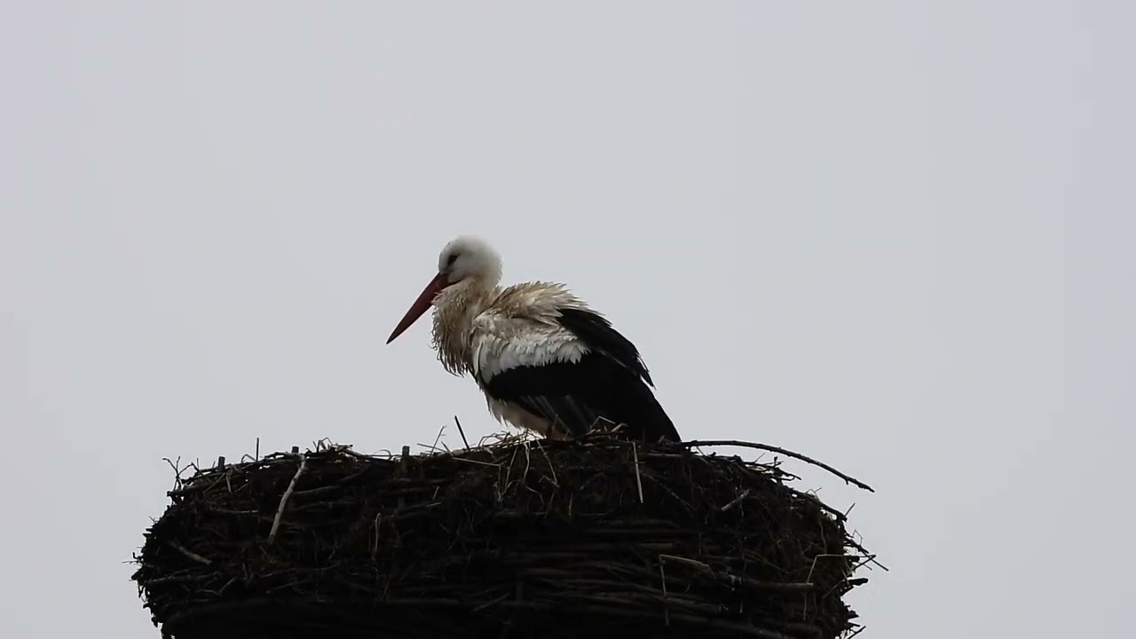 White storks in Denmark Jejsing 27. februar 2026